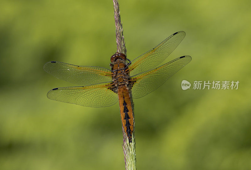 稀有的追逐蜻蜓(Libellula fulva)张开翅膀在阳光下的植被上休息